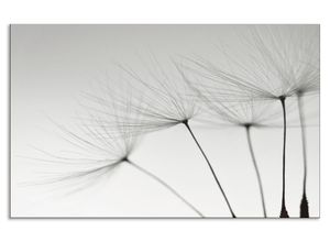 4062144203170 - Küchenrückwand ARTLAND Pusteblumen-Samen I Spritzschutzwände Gr B H 80 cm x 50 cm grau Küchendekoration Alu Spritzschutz mit Klebeband einfache Montage