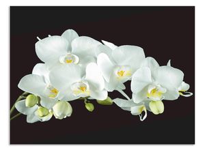 4062144204597 - Küchenrückwand ARTLAND Weiße Orchidee auf schwarzem Hintergrund Spritzschutzwände Gr B H 80 cm x 60 cm weiß Küchendekoration Alu Spritzschutz mit Klebeband einfache Montage