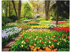 4062144594698 - Wandbild ARTLAND Tulpen Garten Frühling Bilder Gr B H 120 cm x 90 cm Alu-Dibond-Druck Blumenwiese Querformat 1 St bunt Kunstdrucke als Alubild Leinwandbild Wandaufkleber oder Poster in versch Größen