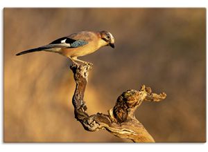 4062144623831 - Wandbild ARTLAND Eichelhäher Bilder Gr B H 30 cm x 20 cm Leinwandbild Vogelbilder Querformat 1 St braun Kunstdrucke als Alubild Leinwandbild Wandaufkleber oder Poster in versch Größen