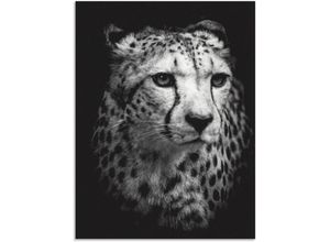 4062144626337 - Wandbild ARTLAND Der Gepard Bilder Gr B H 30 cm x 40 cm Alu-Dibond-Druck Wildtiere Hochformat 1 St schwarz Kunstdrucke als Alubild Leinwandbild Wandaufkleber oder Poster in versch Größen