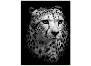 4062144626344 - Wandbild ARTLAND Der Gepard Bilder Gr B H 30 cm x 40 cm Leinwandbild Wildtiere Hochformat 1 St schwarz Kunstdrucke als Alubild Leinwandbild Wandaufkleber oder Poster in versch Größen