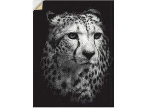 4062144626351 - Wandbild ARTLAND Der Gepard Bilder Gr B H 30 cm x 40 cm Wandaufkleber - Vinyl Wildtiere Hochformat 1 St schwarz Kunstdrucke als Alubild Leinwandbild Wandaufkleber oder Poster in versch Größen