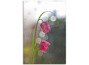 4062144641668 - Wandbild ARTLAND Schachbrettblume Bilder Gr B H 60 cm x 90 cm Leinwandbild Blumenbilder Hochformat 1 St beige (naturfarben) Kunstdrucke als Alubild Leinwandbild Wandaufkleber oder Poster in versch Größen