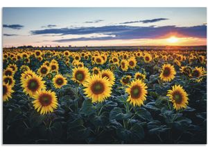 4062144650578 - Alu-Dibond-Druck ARTLAND Sonnenblumenfeld Sonne im Hintergrund Bilder Gr B H 120 cm x 80 cm Alu-Dibond-Druck Blumenwiese Querformat 1 St gelb Metallbilder als Alubild Leinwandbild Wandaufkleber oder Poster in versch Größen