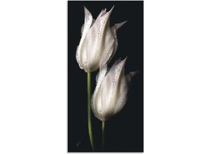 4062144658345 - Wandbild ARTLAND Weiße Tulpen in der Nacht Bilder Gr B H 75 cm x 150 cm Alu-Dibond-Druck Blumenbilder Hochformat 1 St schwarz Kunstdrucke als Alubild Leinwandbild Wandaufkleber oder Poster in versch Größen