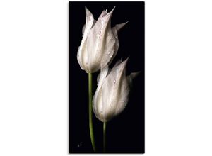 4062144658413 - Wandbild ARTLAND Weiße Tulpen in der Nacht Bilder Gr B H 50 cm x 100 cm Leinwandbild Blumenbilder Hochformat 1 St schwarz Kunstdrucke als Alubild Leinwandbild Wandaufkleber oder Poster in versch Größen