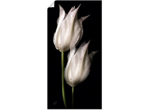 4062144658499 - Wandbild ARTLAND Weiße Tulpen in der Nacht Bilder Gr B H 75 cm x 150 cm Poster Blumenbilder Hochformat 1 St schwarz Kunstdrucke als Alubild Leinwandbild Wandaufkleber oder Poster in versch Größen