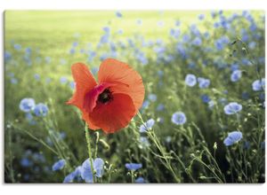 4062144666777 - Wandbild ARTLAND Mohnblüte III Bilder Gr B H 90 cm x 60 cm Leinwandbild Blumenbilder Querformat 1 St grün Kunstdrucke als Alubild Leinwandbild Wandaufkleber oder Poster in versch Größen