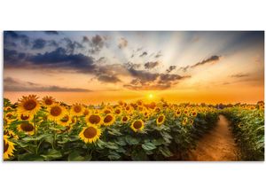 4062144760758 - Wandbild ARTLAND Sonnenblumenfeld bei Sonnenuntergang Bilder Gr B H 150 cm x 75 cm Alu-Dibond-Druck Blumenbilder Querformat 1 St gelb Kunstdrucke als Alubild Leinwandbild Wandaufkleber oder Poster in versch Größen