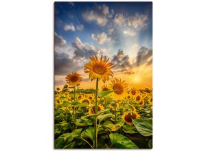 4062144761021 - Wandbild ARTLAND Sonnenblumen im Sonnenuntergang Bilder Gr B H 60 cm x 90 cm Leinwandbild Blumenbilder Hochformat 1 St bunt Kunstdrucke als Alubild Leinwandbild Wandaufkleber oder Poster in versch Größen