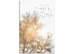 4062144774144 - Wandbild ARTLAND Goldener Himmel Bilder Gr B H 80 cm x 120 cm Leinwandbild Himmelsbilder Hochformat 1 St weiß Kunstdrucke als Alubild Leinwandbild Wandaufkleber oder Poster in versch Größen