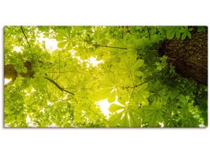 4062144785850 - Wandbild ARTLAND Blick nach Oben im Wald grüne Bäume Bilder Gr B H 100 cm x 50 cm Leinwandbild Blätterbilder Querformat 1 St grün Kunstdrucke als Alubild Leinwandbild Wandaufkleber oder Poster in versch Größen