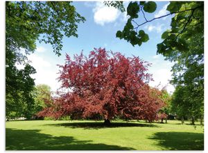 4062144816172 - Alu-Dibond-Druck ARTLAND Blutbuche im Park Bilder Gr B H 120 cm x 90 cm Alu-Dibond-Druck Wiesen & Baumbilder Querformat 1 St rot Metallbilder als Alubild Leinwandbild Wandaufkleber oder Poster in versch Größen