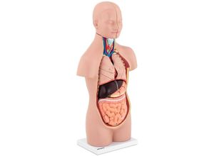 4062859971654 - Torso Modell unisex Organe entnehmbar anatomisches Modell Medizinmodell