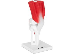 4062859981745 - Knie-Modell Knie Gelenk Menschliches Skelett Anatomisches Modell Knie Lebensgroß