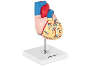 4062859981790 - - Herzmodell Herz Modell Organmodell Anatomisches Modell Medizinmodell 11