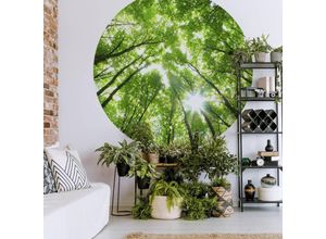 4063129047833 - Runde Fototapete Baumkronen Tapete Wald Vliestapete Bäume Wandbild ø 236cm - grün