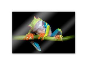 4063129121748 - Küchenrückwand WALL-ART Spritzschutz Frisch Green Frog Spritzschutzwände Gr B H 60 cm x 40 cm grün Küchendekoration Herd Waschbecken Wandschutz