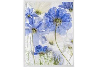 4063129156405 - Poster WALL-ART Blue Frozen Bilder Gr B H T 50 cm x 60 cm x 01 cm Schriftzug 1 St bunt Poster