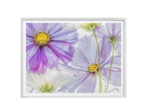 4063129156573 - Poster WALL-ART Frozen Flowers Bilder Gr B H T 60 cm x 50 cm x 01 cm Blumen 1 St lila (bunt) Poster