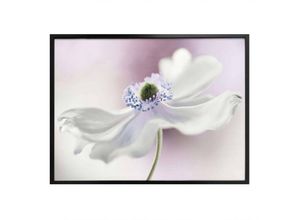 4063129156702 - Poster WALL-ART Anemone Bilder Gr B H T 40 cm x 30 cm x 01 cm Pflanzen 1 St bunt Poster