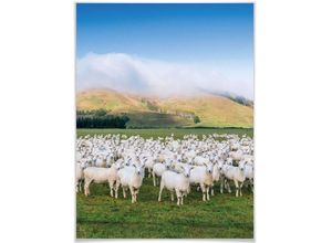 4063129175208 - Poster WALL-ART Schafherde Neuseeland Bilder Gr B H T 24 cm x 30 cm x 01 cm Tiere 1 St bunt Poster Poster Wandbild Bild Wandposter