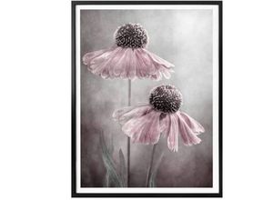 4063129176427 - Poster WALL-ART Rosa Duett Bilder Gr B H T 50 cm x 60 cm x 01 cm Schriftzug 1 St bunt Poster