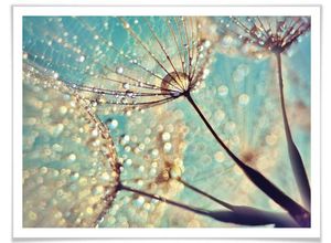 4063129176984 - Poster WALL-ART Magische Pusteblume Bilder Gr B H T 30 cm x 24 cm x 01 cm Blumen 1 St bunt Poster