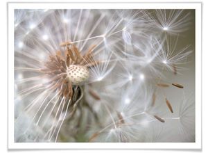 4063129177516 - Poster WALL-ART Pusteblume im Flug Bilder Gr B H T 30 cm x 24 cm x 01 cm Blumen 1 St bunt Poster