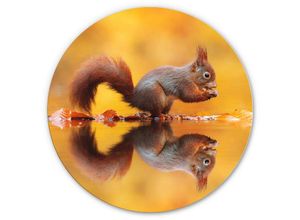 4063129191956 - Alu-Dibond-Poster Rund Metalloptik Wandbild Eichhörnchen mit Nuss Waldtiere Batur van Duijn ø 45cm - braun