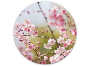 4063129192083 - Alu-Dibond-Poster Rund Metalloptik Wandbild Kirschblüten Rosa Blüten florale Cherry Blossom Ø 30cm - rosa