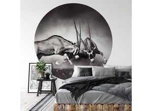 4063129195435 - K&l Wall Art - Runde Fototapete Safari Duell Tapete Antilopen Vliestapete Waldtiere Wandbild ø 188cm - schwarz