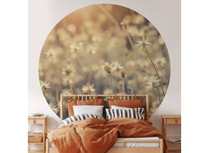 4063129197583 - K&l Wall Art - Runde Fototapete Gänseblumen Wiese Tapete Daisy Vliestapete Wandbild ø 140cm - beige