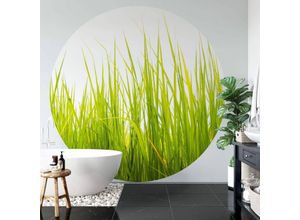 4063129197897 - K&l Wall Art - Runde Fototapete Hohes Gras Tapete grüne Wiese Vliestapete Esszimmer Wanddeko ø 188cm - grün