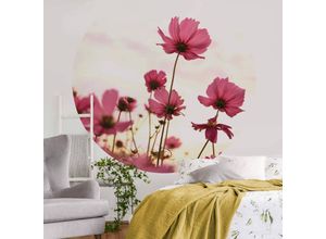 4063129197965 - K&l Wall Art - Runde Fototapete Blumen Tapete Pinke Kosmeen Vliestapete Wohnzimmer Wandbild ø 188cm - rosa