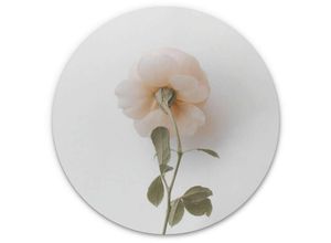 4063129217311 - K&l Wall Art - Alu-Dibond-Poster Rund Metalloptik Wandbild zarte Rose floral schüchtern Vintage Deko Annie ø 120cm - weiß