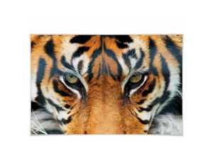 4063129225194 - Wizard Genius - xxl Poster Tiger Safari Tiere Löwe großes Wandposter Kinderzimmer 175x115cm - orange