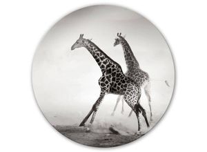 4063129240852 - bedrucktes Sicherheitsglas Wandbild Rund Glasbild Giraffen Safari Tiere Afrika Natur Ø 50cm - schwarz