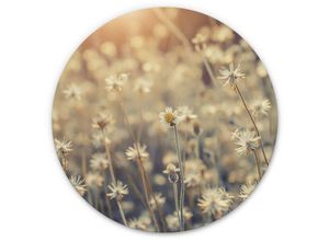 4063129255795 - K&l Wall Art - Alu-Dibond-Poster Rund Metalloptik Wandbild Gänseblümchen Daisy Retro Natur Fotografie ø 70cm - beige