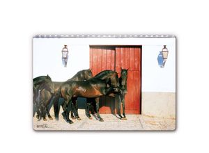 4063129297757 - Glasbild Kinderzimmer Boiselle Pferde Hengst Andalusierhengst Spanien 100x70cm Glas Wandposter - schwarz