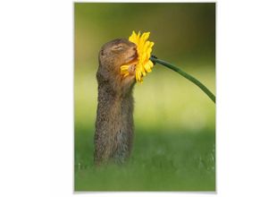 4063129340637 - K&l Wall Art - Wohnzimmer Poster Set van Duijn Waldtiere Natur Fotografie Erdhörnchen liebt Blume (3-teilig) 24x30cm - grün