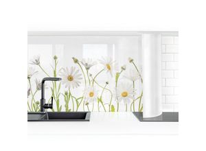 4063307136915 - Micasia - Küchenrückwand - Leichter Gänseblümchen Micm x i Größe HxB 50cm x 100cm Material Smart