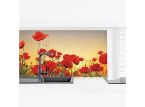 4063307748248 - Micasia - Küchenrückwand - Mohnblumenfeld im Sonnenuntergang Größe HxB 40cm x 140cm Material Smart