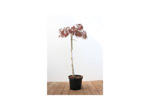 4063654001461 - Acer palmatum Dissectum Garnet Japanischer Ahorn rotlaubig 80 cm Stammhöhe