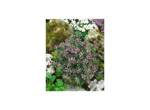 4063654001973 - Andromeda polifolia Nikko Lavendelheide immergrün 30–40 cm