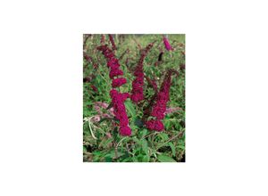 4063654002406 - Buddleja Sugar Plum Neuheit rot 40–60 cm