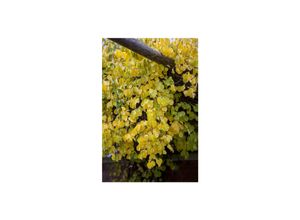 4063654002789 - Celastrus orbiculatus Hercules Kletterpflanze 150–200 cm 4063654002789 - Celastrus orbiculatus Hercules Kletterpflanze 150–200 cm