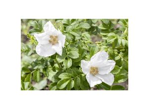 4063654003328 - Rosa rugosa Alba Kartoffelrose weiß 40–60 cm