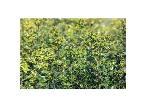 4063654011736 - Ilex meserveae Heckenstar Stechpalme immergrün 30–40 cm